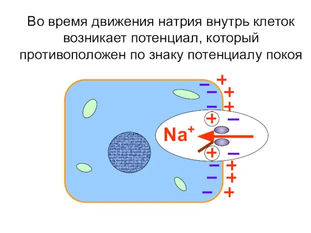 Во время движения натрия внутрь клеток возникает потенциал, который противоположен по знаку потенциалу покоя Na+