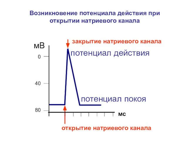 80 40 0 мВ мс открытие натриевого канала Возникновение потенциала действия при