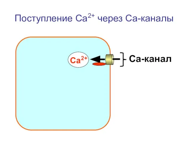 Поступление Са2+ через Са-каналы Са2+ Са-канал