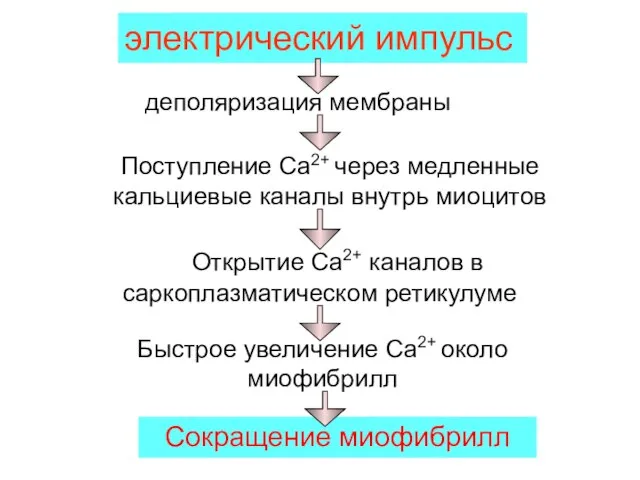 электрический импульс деполяризация мембраны Открытие Са2+ каналов в саркоплазматическом ретикулуме Поступление Са2+