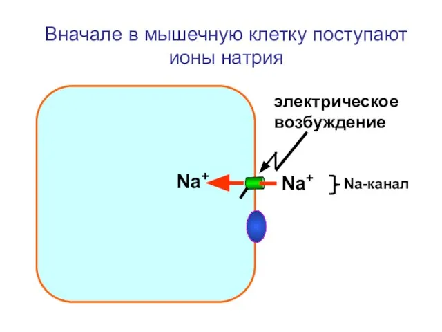 Вначале в мышечную клетку поступают ионы натрия Na+ Na+ Na-канал электрическое возбуждение