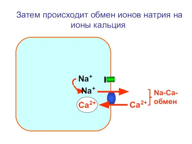 Затем происходит обмен ионов натрия на ионы кальция Са2+ Na+ Na+ Са2+ Na-Ca-обмен