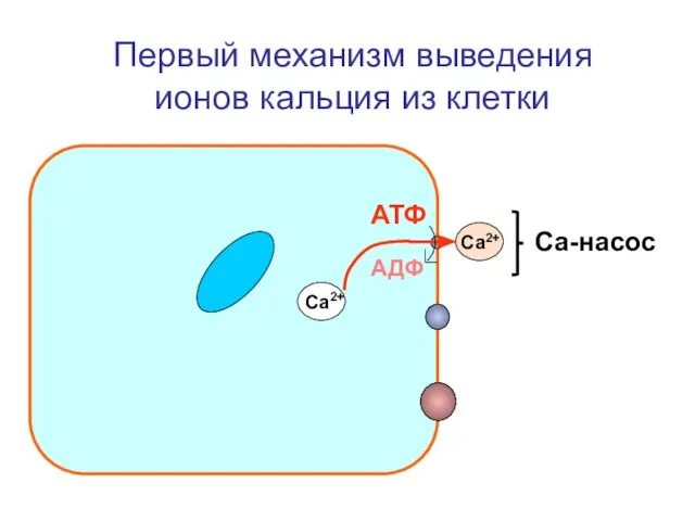 Первый механизм выведения ионов кальция из клетки Са2+ Са2+ АТФ АДФ Са-насос