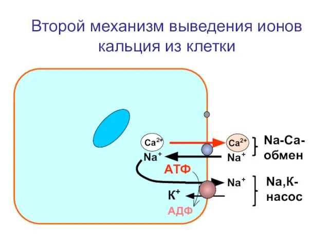 Второй механизм выведения ионов кальция из клетки Са2+ АТФ АДФ Са2+ Na+