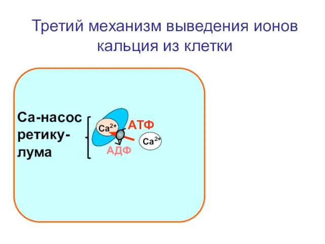 Третий механизм выведения ионов кальция из клетки Са2+ АТФ АДФ Са2+ Са-насос ретику-лума