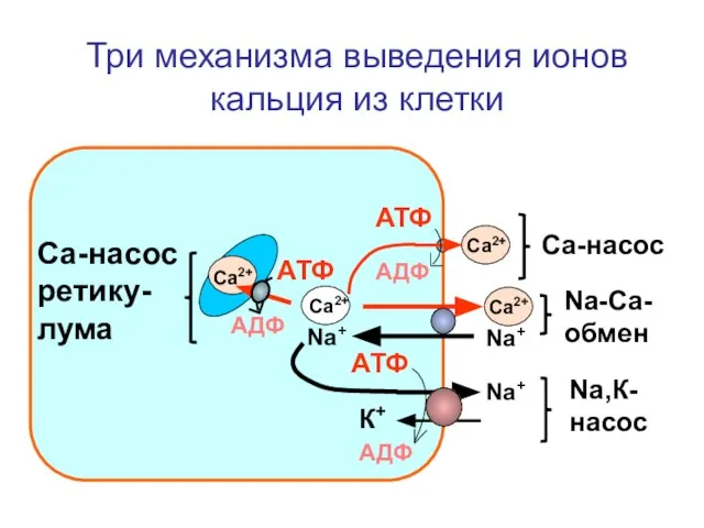 Три механизма выведения ионов кальция из клетки Са2+ Са2+ Са2+ АТФ АТФ