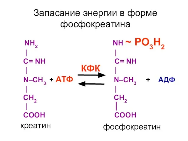 NH2 NH ~ РО3Н2 | | C= NH C= NH | |