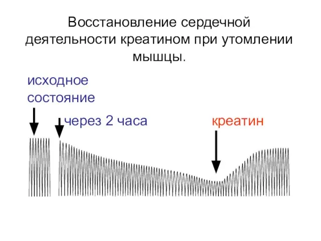 Восстановление сердечной деятельности креатином при утомлении мышцы. исходное состояние через 2 часа креатин