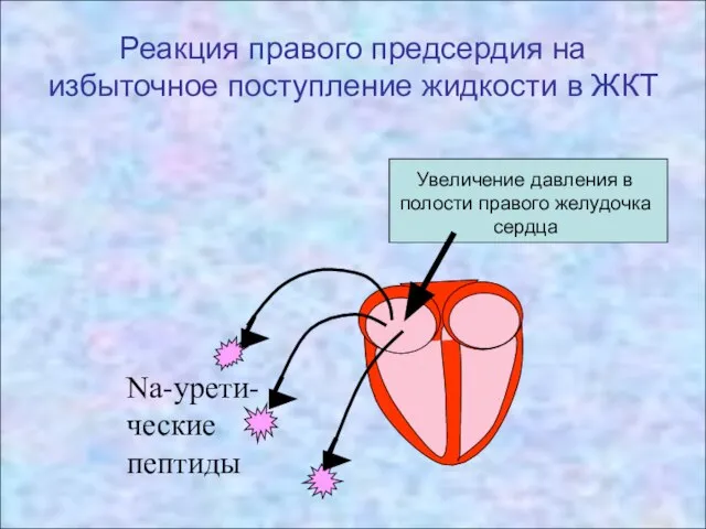 Na-урети-ческие пептиды Реакция правого предсердия на избыточное поступление жидкости в ЖКТ Увеличение