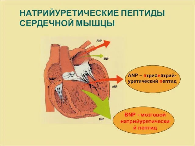 НАТРИЙУРЕТИЧЕСКИЕ ПЕПТИДЫ СЕРДЕЧНОЙ МЫШЦЫ АNP – атрионатрий-уретический пептид BNP - мозговой натрийуретический пептид