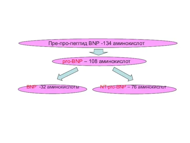 Пре-про-пептид ВNР -134 аминокислот pro-ВNР – 108 аминокислот ВNР -32 аминокислоты NT-pro-ВNР – 76 аминокислот