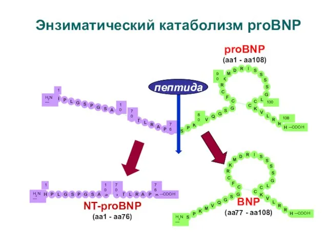 H2N— H2N— —COOH —COOH —COOH Энзиматический катаболизм proBNP proBNP (aa1 - aa108)