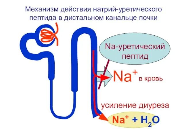 Na+ Механизм действия натрий-уретического пептида в дистальном канальце почки Na+ + Н2О