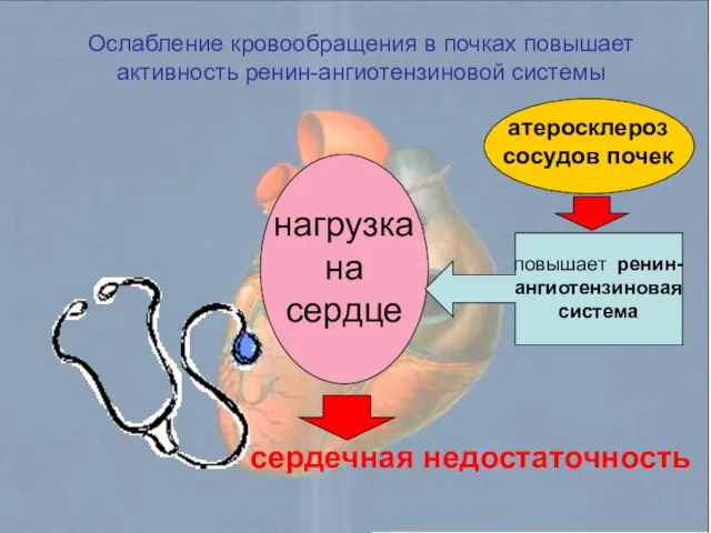 нагрузка на сердце повышает ренин-ангиотензиновая система Ослабление кровообращения в почках повышает активность