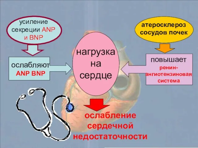 нагрузка на сердце ослабляют ANP BNP повышает ренин-ангиотензиновая система ослабление сердечной недостаточности