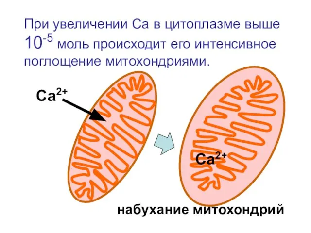 При увеличении Са в цитоплазме выше 10-5 моль происходит его интенсивное поглощение