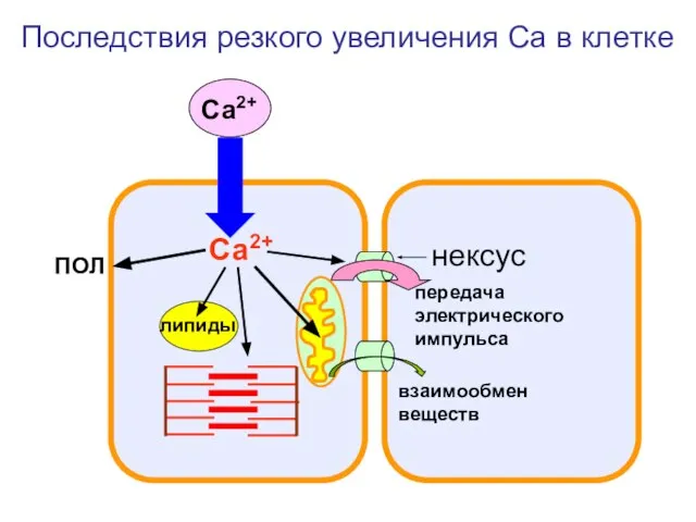 ПОЛ Са2+ Са2+ нексус липиды передача электрического импульса взаимообмен веществ Последствия резкого увеличения Са в клетке