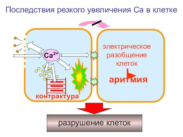 Са2+ контрактура электрическое разобщение клеток разрушение клеток Последствия резкого увеличения Са в клетке аритмия