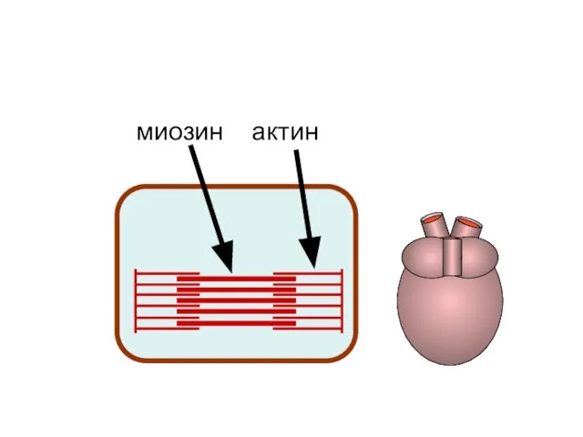 миозин актин