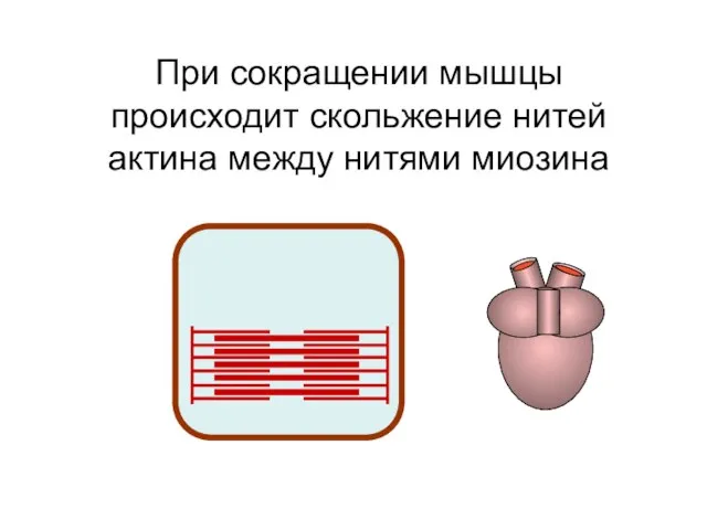 При сокращении мышцы происходит скольжение нитей актина между нитями миозина