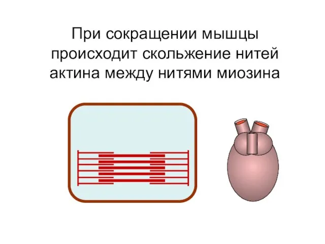 При сокращении мышцы происходит скольжение нитей актина между нитями миозина