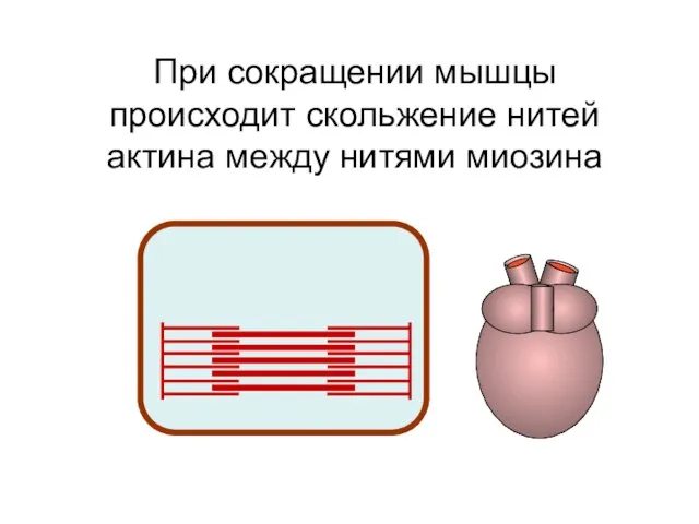 При сокращении мышцы происходит скольжение нитей актина между нитями миозина