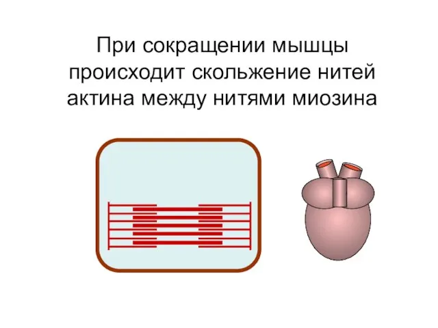 При сокращении мышцы происходит скольжение нитей актина между нитями миозина