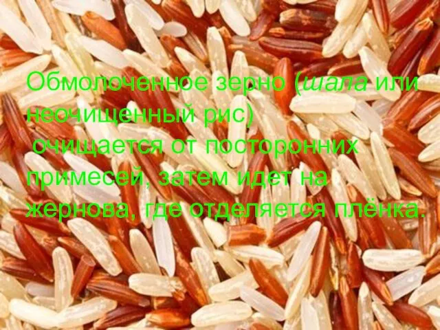 Обмолоченное зерно (шала или неочищенный рис) очищается от посторонних примесей, затем идет