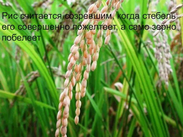 Рис считается созревшим, когда стебель его совершенно пожелтеет, а само зерно побелеет