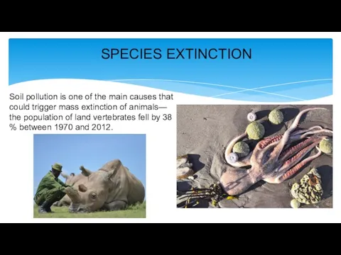 SPECIES EXTINCTION Soil pollution is one of the main causes that could