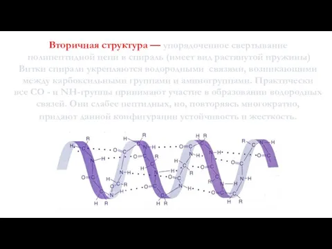 Вторичная структура — упорядоченное свертывание полипептидной цепи в спираль (имеет вид растянутой