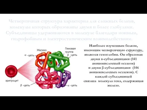 Четвертичная структура характерна для сложных белков, молекулы которых образованы двумя и более