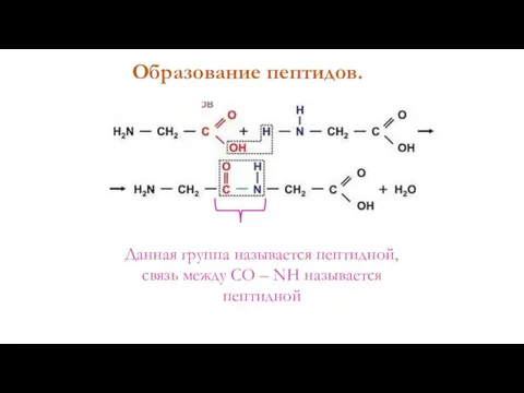 Образование пептидов. Данная группа называется пептидной, связь между СО – NH называется пептидной