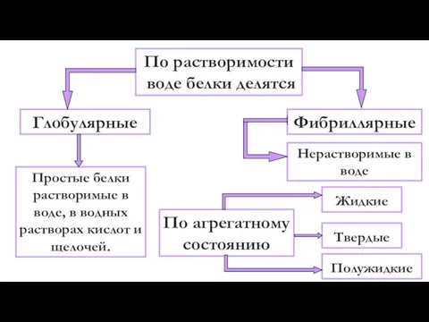 По растворимости воде белки делятся Глобулярные Фибриллярные Простые белки растворимые в воде,