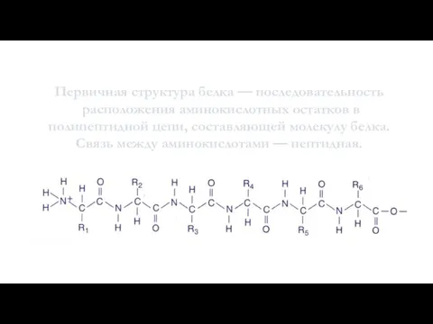 Строение белков. Первичная структура белка — последовательность расположения аминокислотных остатков в полипептидной