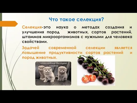 Что такое селекция? Селекция-это наука о методах создания и улучшения пород животных,