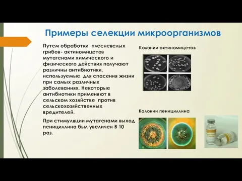 Примеры селекции микроорганизмов Путем обработки плесневелых грибов- актиномицетов мутагенами химического и физического