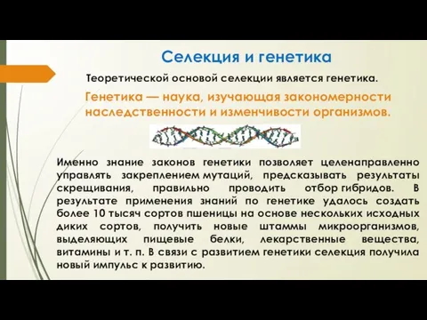 Селекция и генетика Теоретической основой селекции является генетика. Генетика — наука, изучающая