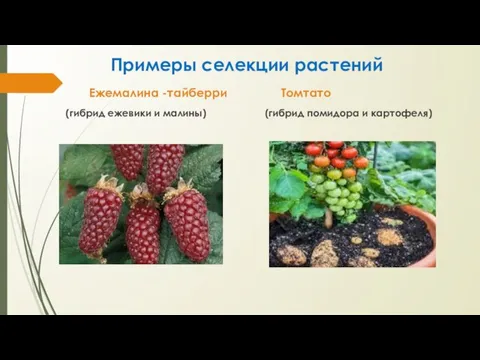 Примеры селекции растений Ежемалина -тайберри Томтато (гибрид ежевики и малины) (гибрид помидора и картофеля)