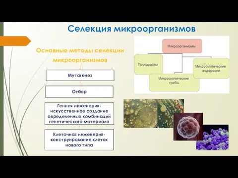 Селекция микроорганизмов Основные методы селекции микроорганизмов Отбор Генная инженерия- искусственное создание определенных