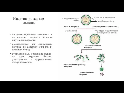 Инактивированные вакцины на цельновирионные вакцины - в их составе содержатся частицы вируса