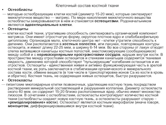 Остеобласты — молодые остеобразующие клетки костей (диаметр 15-20 мкм), которые синтезируют межклеточное