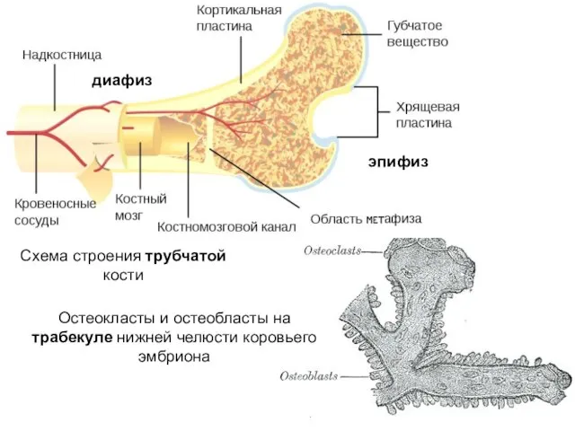 Остеокласты и остеобласты на трабекуле нижней челюсти коровьего эмбриона Схема строения трубчатой кости эпифиз диафиз