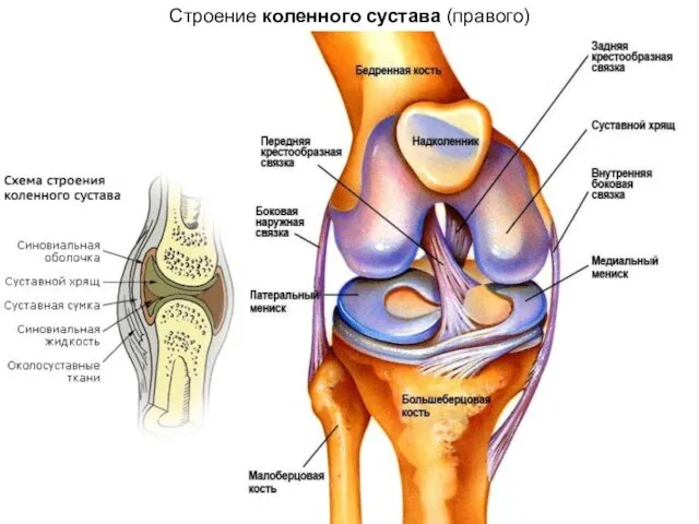 Строение коленного сустава (правого)