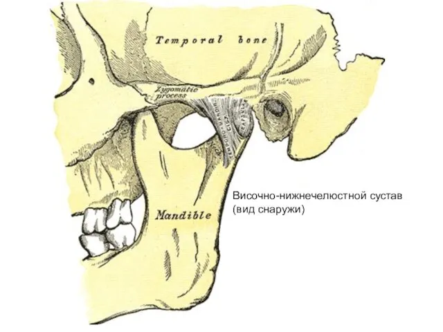 Височно-нижнечелюстной сустав (вид снаружи)