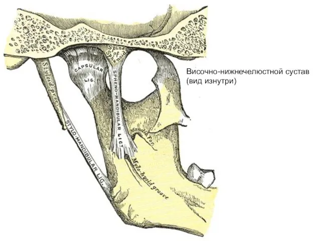 Височно-нижнечелюстной сустав (вид изнутри)