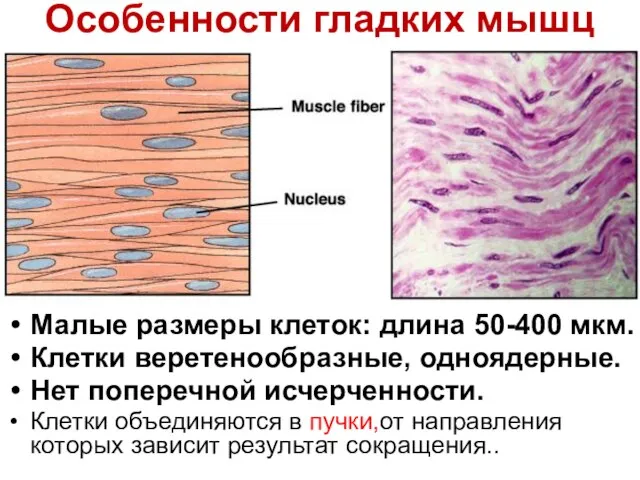 Особенности гладких мышц Малые размеры клеток: длина 50-400 мкм. Клетки веретенообразные, одноядерные.