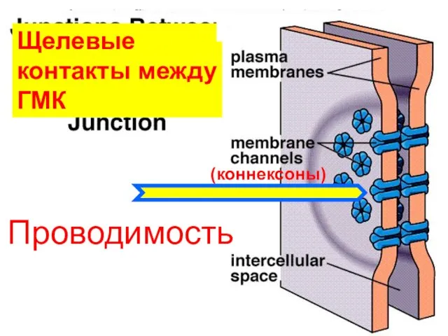 Щелевые контакты между ГМК (коннексоны) Проводимость