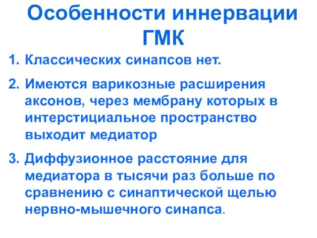 Особенности иннервации ГМК Классических синапсов нет. Имеются варикозные расширения аксонов, через мембрану