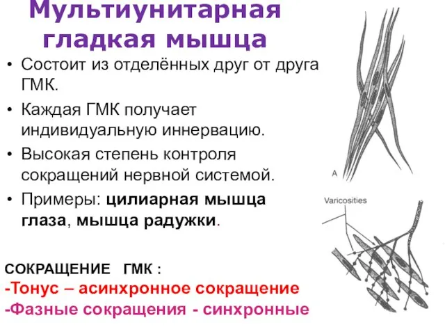 Мультиунитарная гладкая мышца Состоит из отделённых друг от друга ГМК. Каждая ГМК